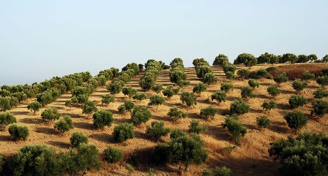Agricultural Economic Policy Agricultural Economic Policy